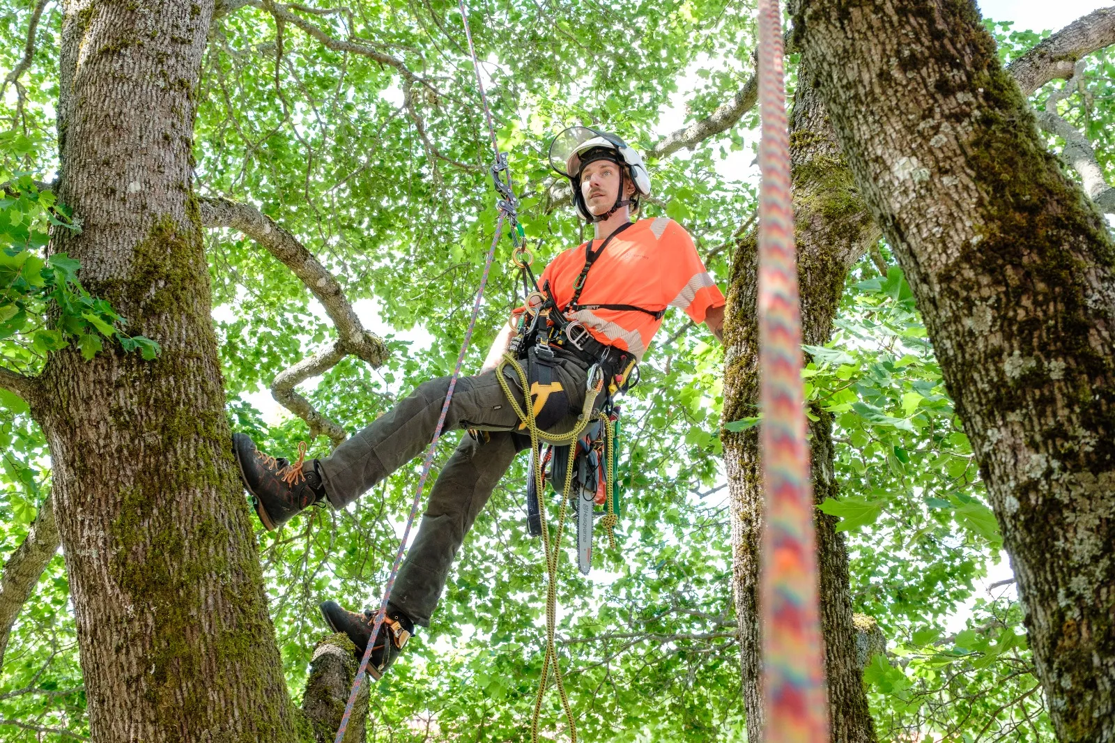 Utsikt från trädkronan över Malmö under pågående arborist-uppdrag