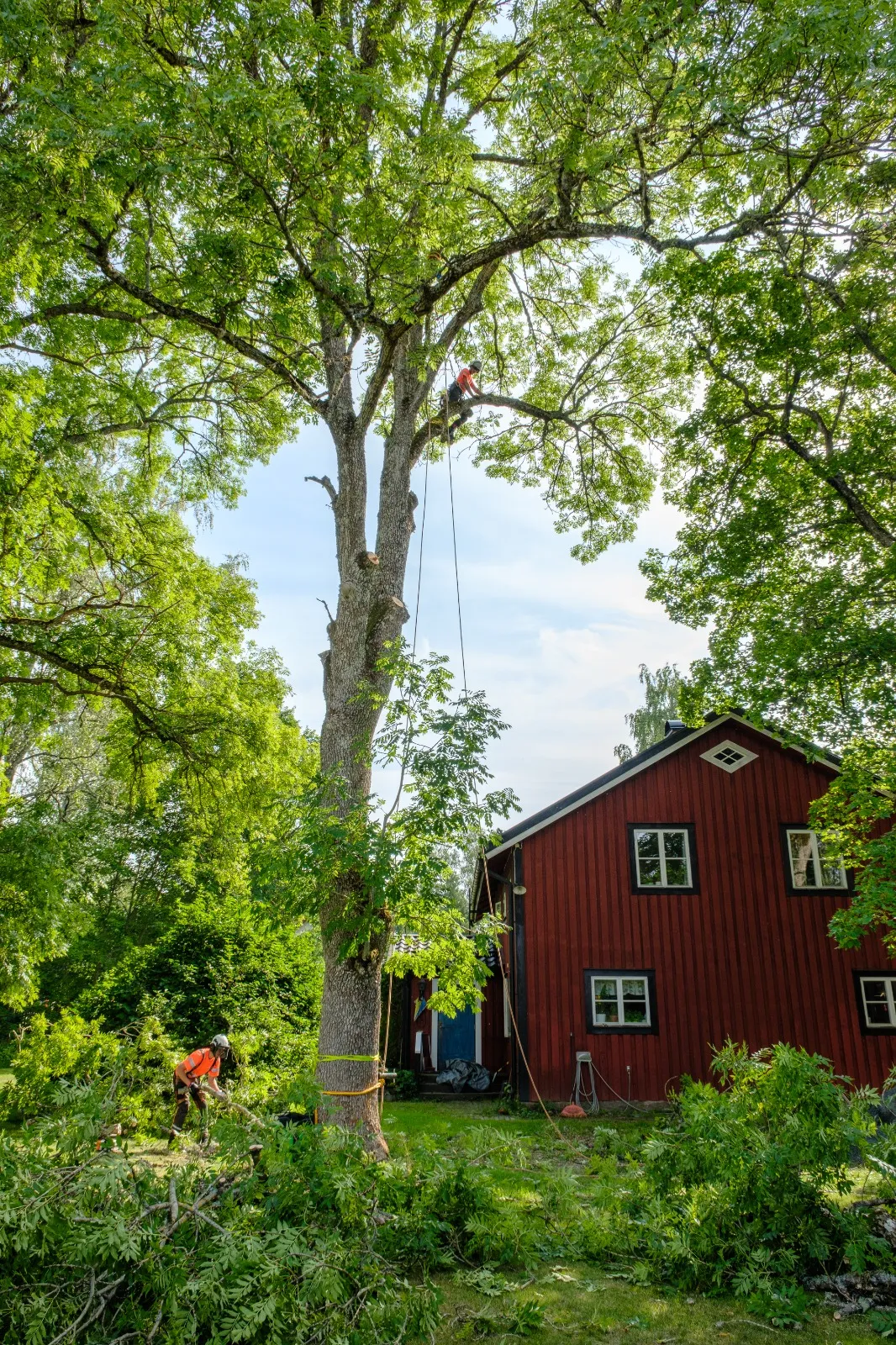 Stort träd vid röd svensk stuga under arbete